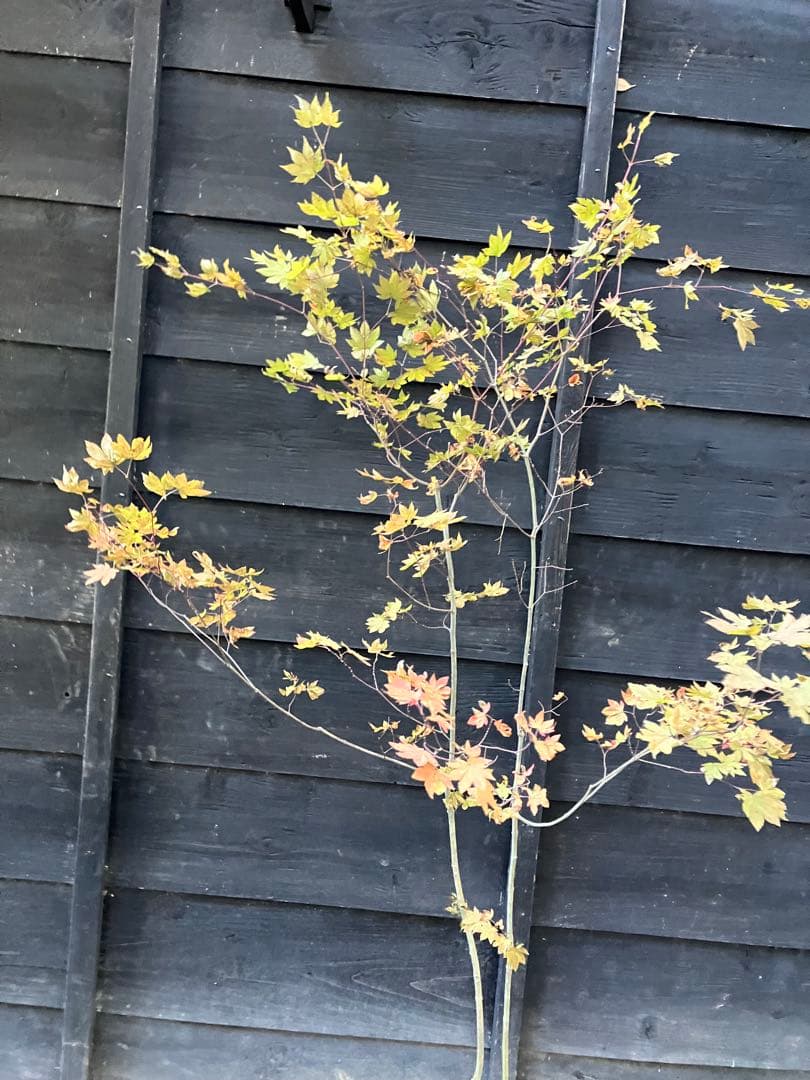 103 山採り　コハウチワカエデ