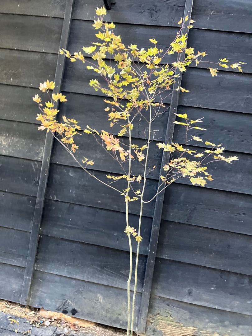 103 山採り　コハウチワカエデ