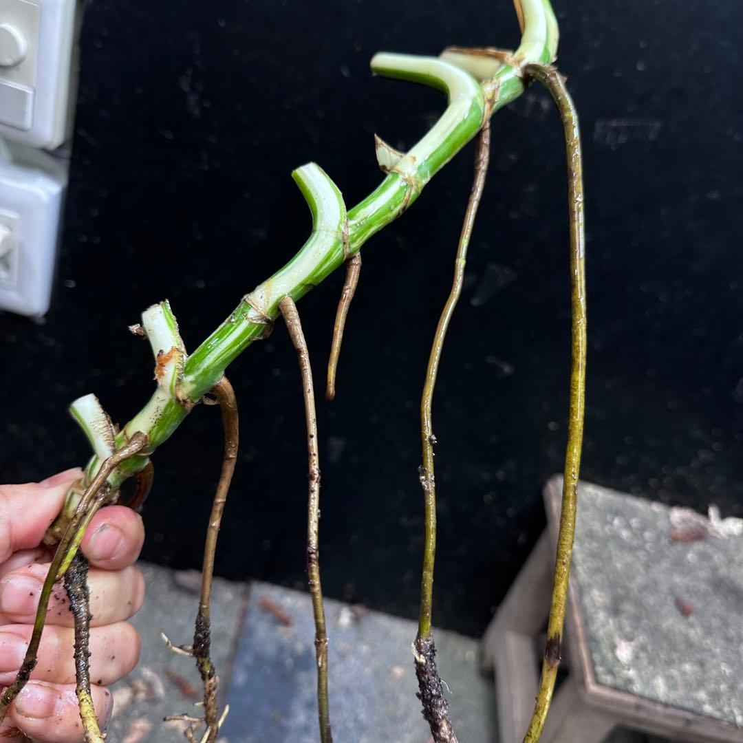 a*a様 斑入りモンステラホワイトタイガー茎7株おまとめ