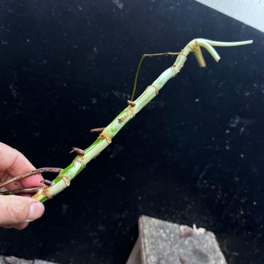 a*a様 斑入りモンステラホワイトタイガー茎7株おまとめ