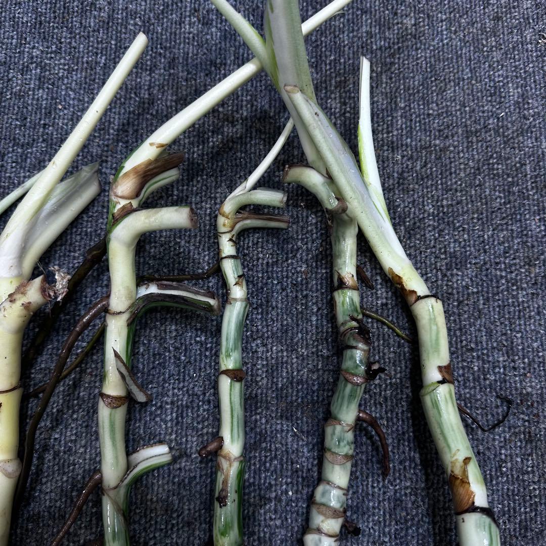 a*a様 斑入りモンステラホワイトタイガー茎7株おまとめ