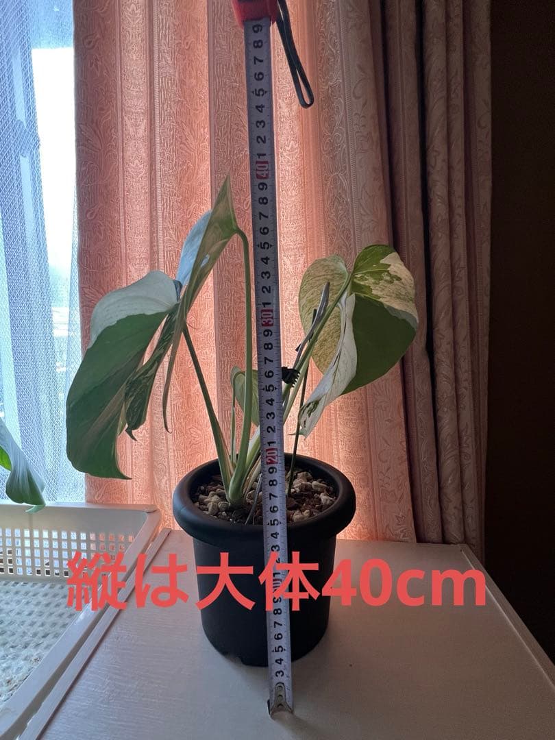 斑入りモンステラデリショーサミント