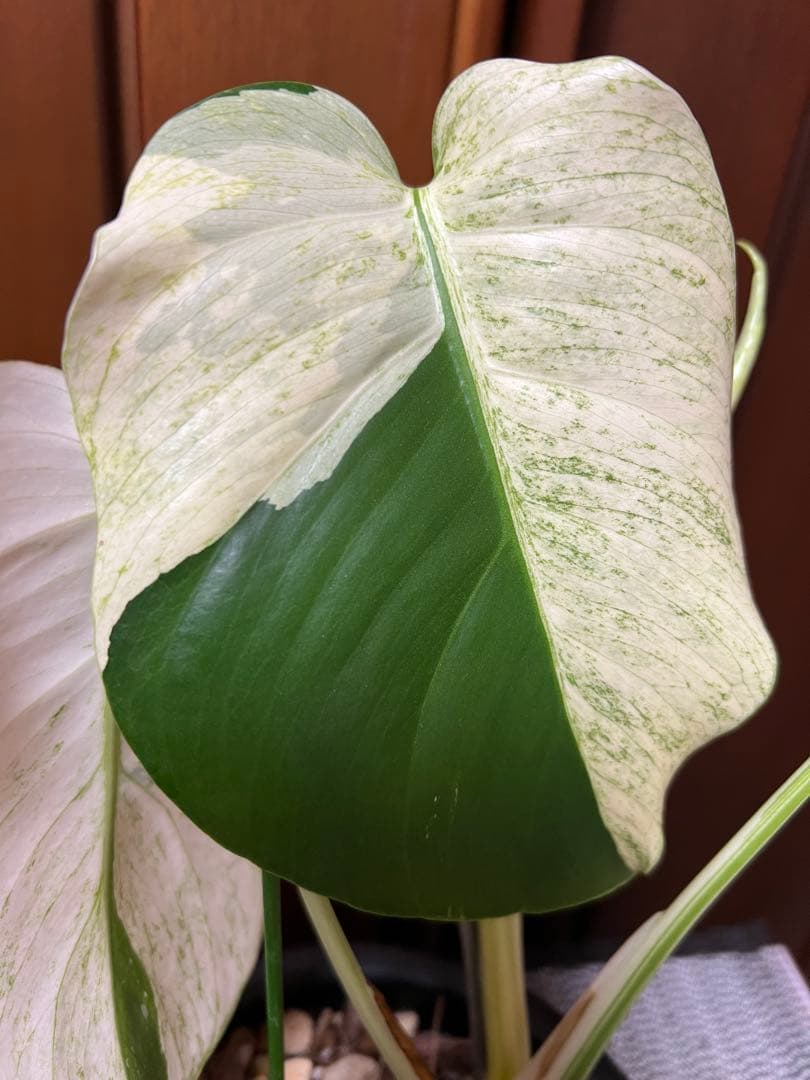 斑入りモンステラデリショーサミント