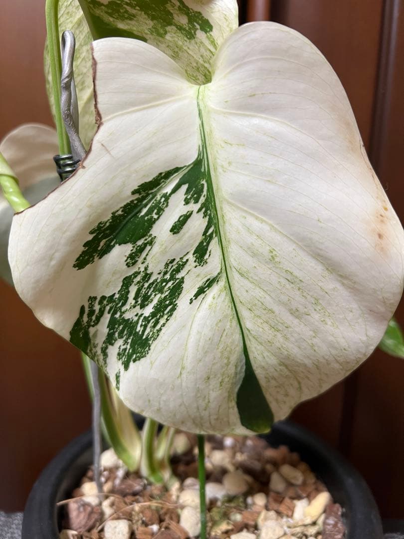 斑入りモンステラデリショーサミント