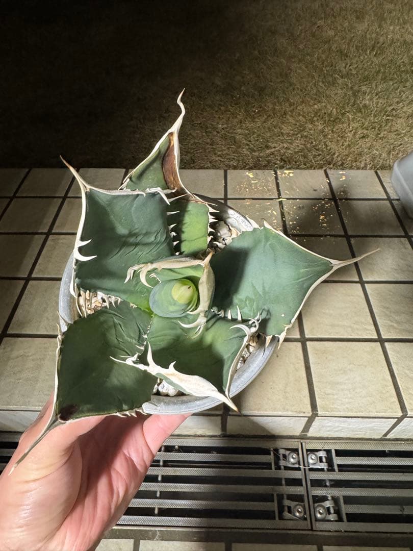 【価格交渉可】マシス鉢付き　オアハカ　現地株