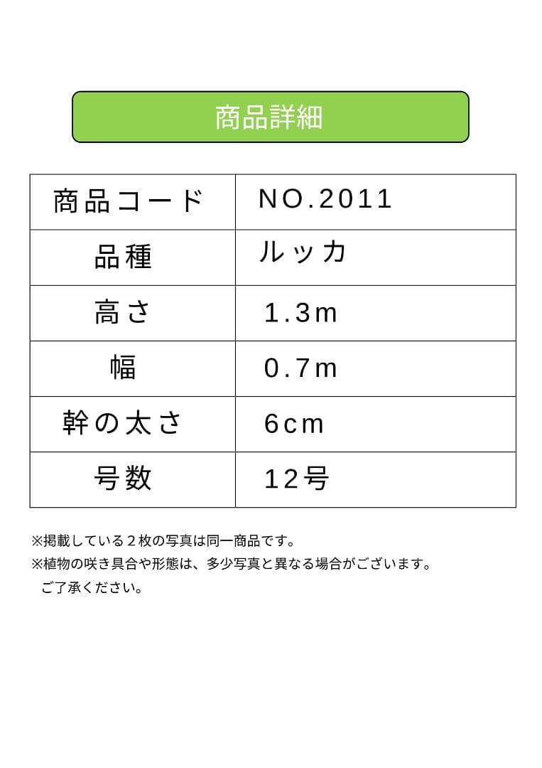 can様オリーブの木　ルッカ　約130cm　NO.2011　大型　人気品種