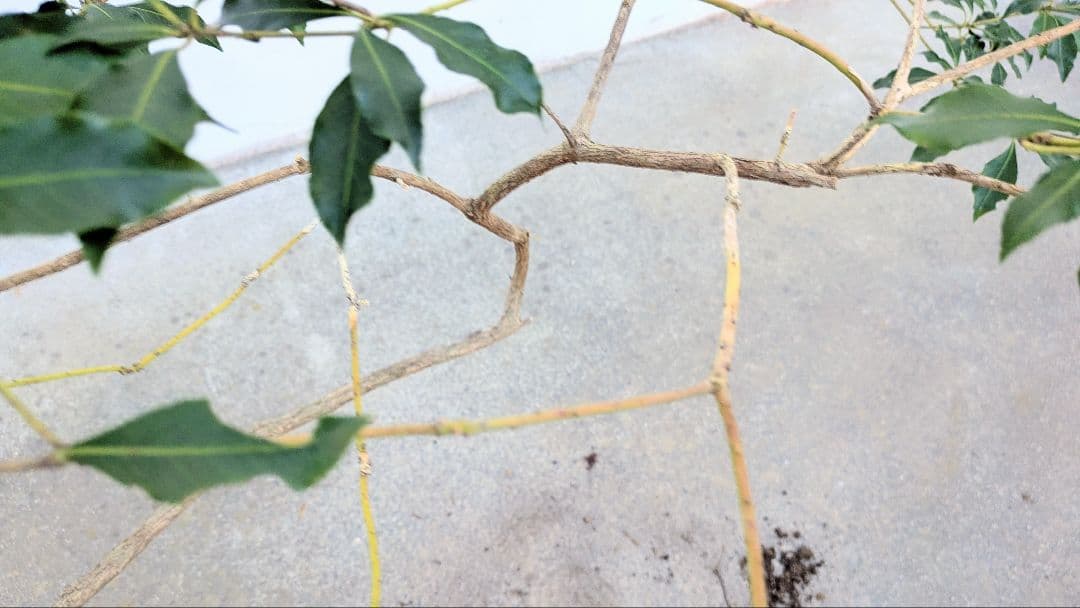 雲海。。山採りアセビ。