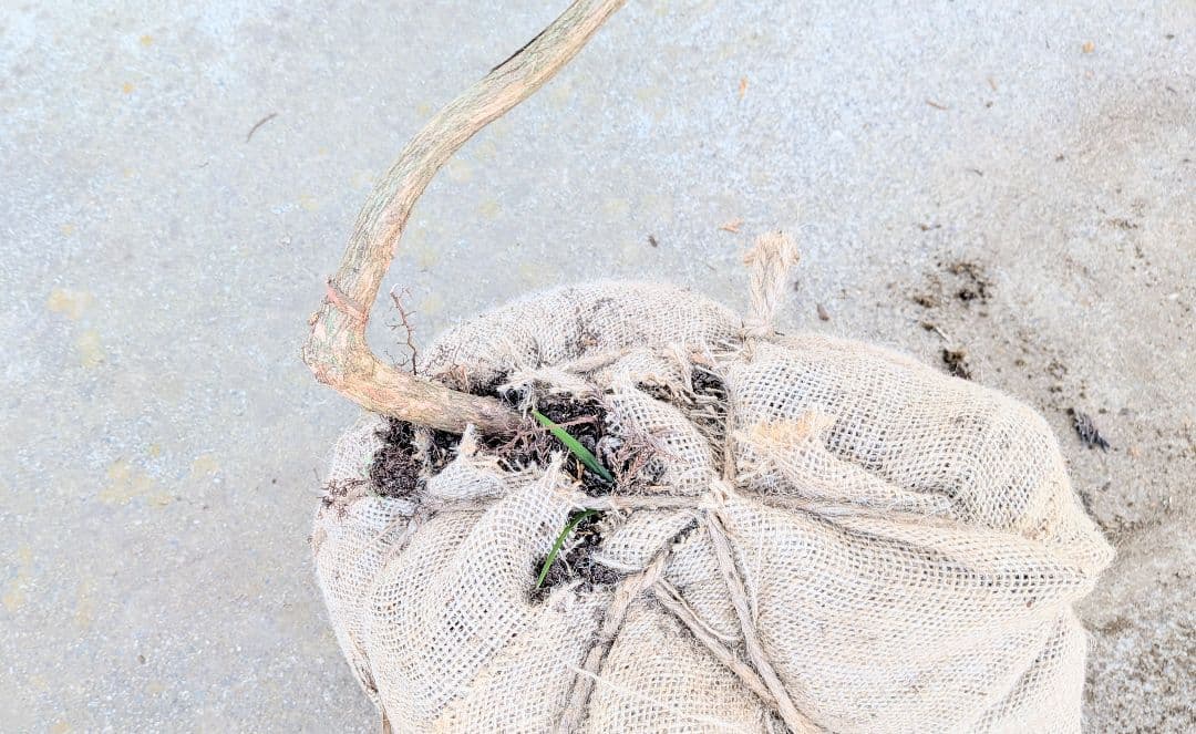 雲海。。山採りアセビ。