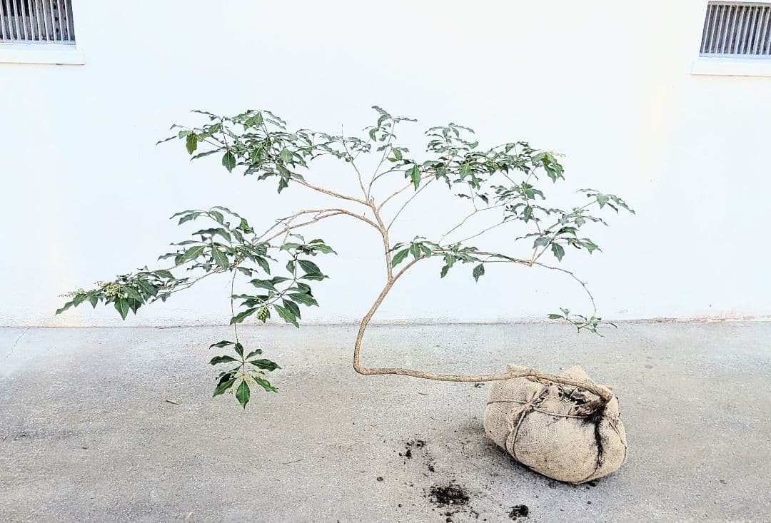 雲海。。山採りアセビ。