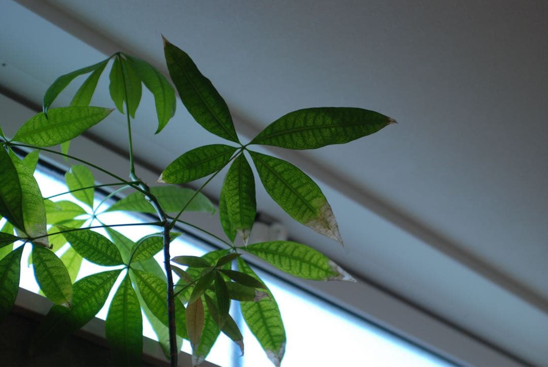 Nikon D80 CCDデジタル一眼ズームニッコール　35-70 MFレンズ付