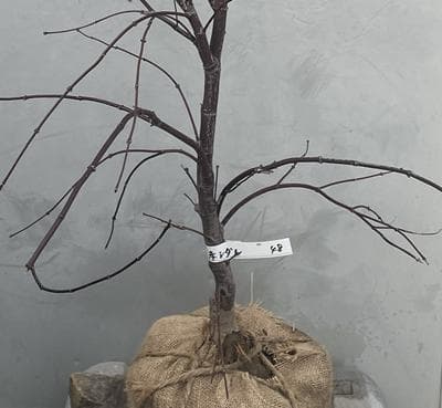 《現品》赤枝垂れ紅葉（アカシダレモミジ）樹高1.0ｍ（根鉢含まず）48【苗木】