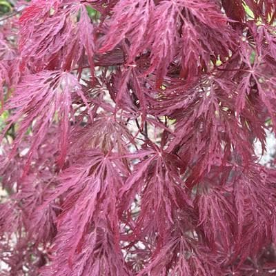 《現品》赤枝垂れ紅葉（アカシダレモミジ）樹高1.0ｍ（根鉢含まず）48【苗木】