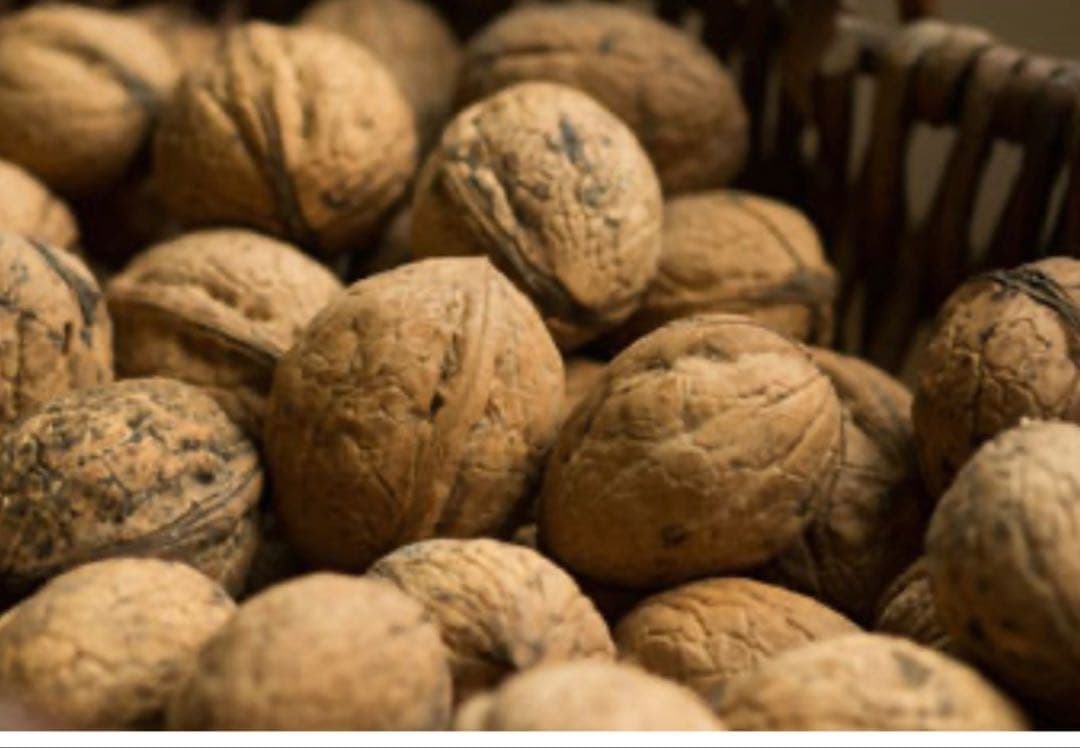 鬼クルミ　苗木　1.7メートル1本　小3セット