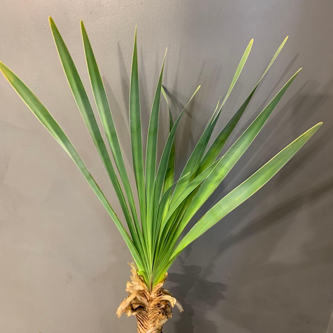 ブーファン ディスティチャ 2