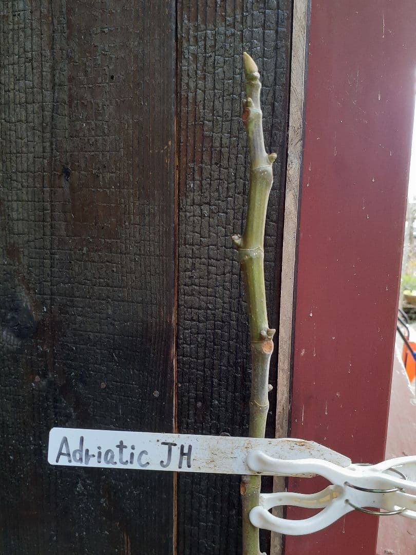 【専用】イチジク 穂木