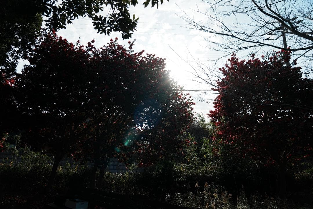 プロが選ぶ旅行最適レンズ SONY SEL24105G 美品 万能レンズ 579