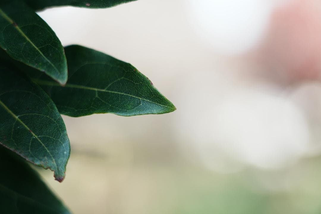 プロが選ぶ旅行最適レンズ SONY SEL24105G 美品 万能レンズ 579