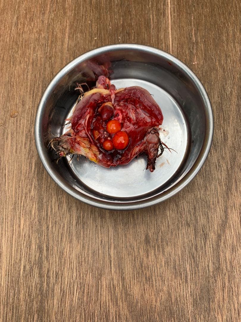 冷凍ウズラ5kg×3段【送料込】