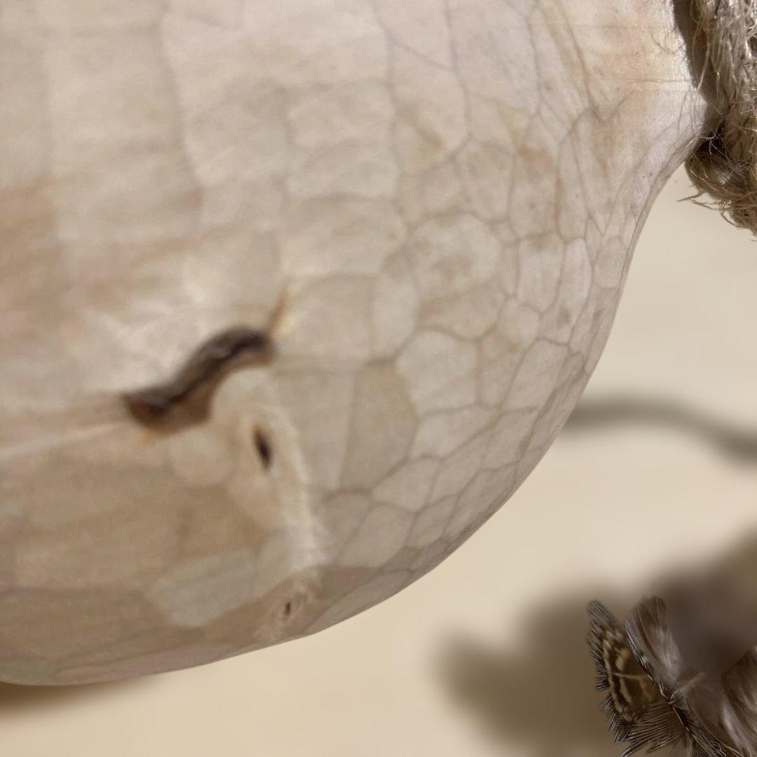 【新品】ソウルオブシベリア　 Blizzard No.3306 ククサ