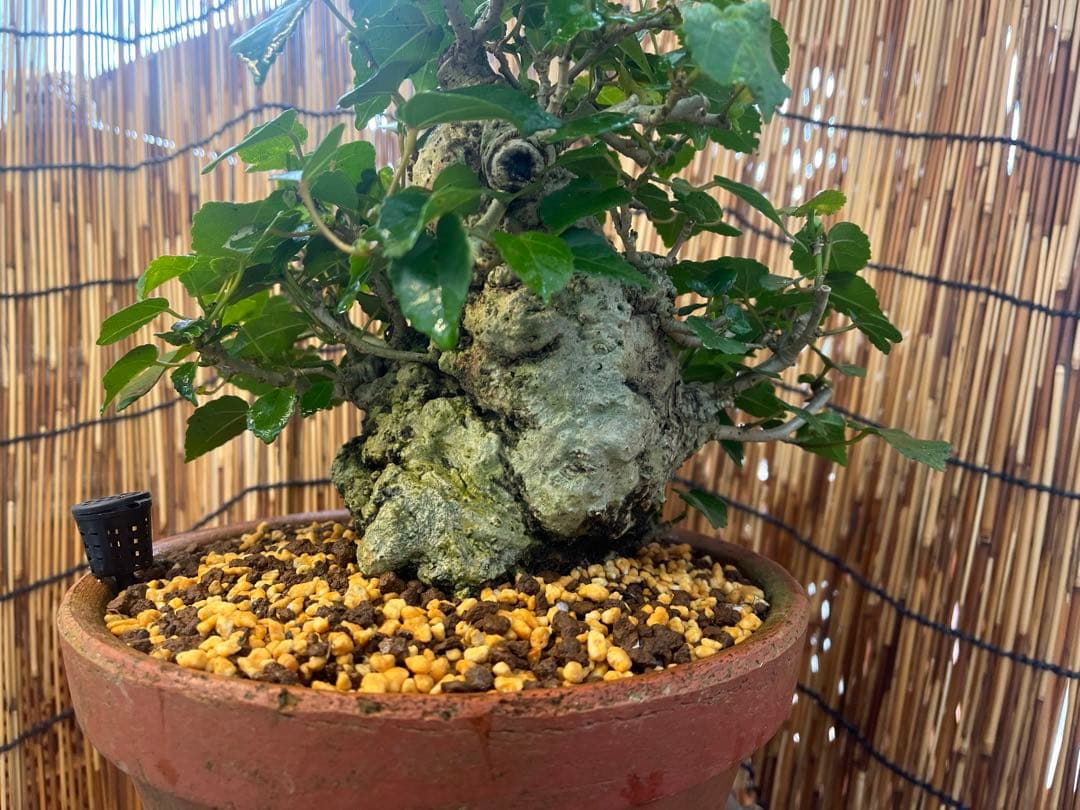 ✨✨✨オキナワオオハマボウ【◎良品素材】検/ユウナ/ハート葉happy♪