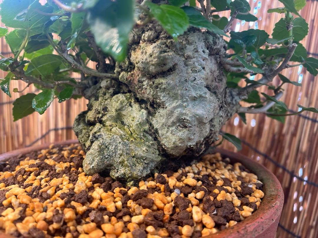 ✨✨✨オキナワオオハマボウ【◎良品素材】検/ユウナ/ハート葉happy♪