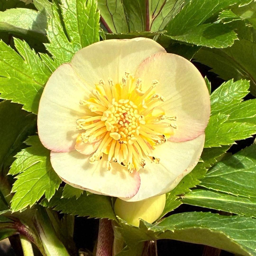 b*o様 3472☘️蕾タグ付☘️SD⭐️マリエ⭐️超小〜小輪カップ⭐️オーレア