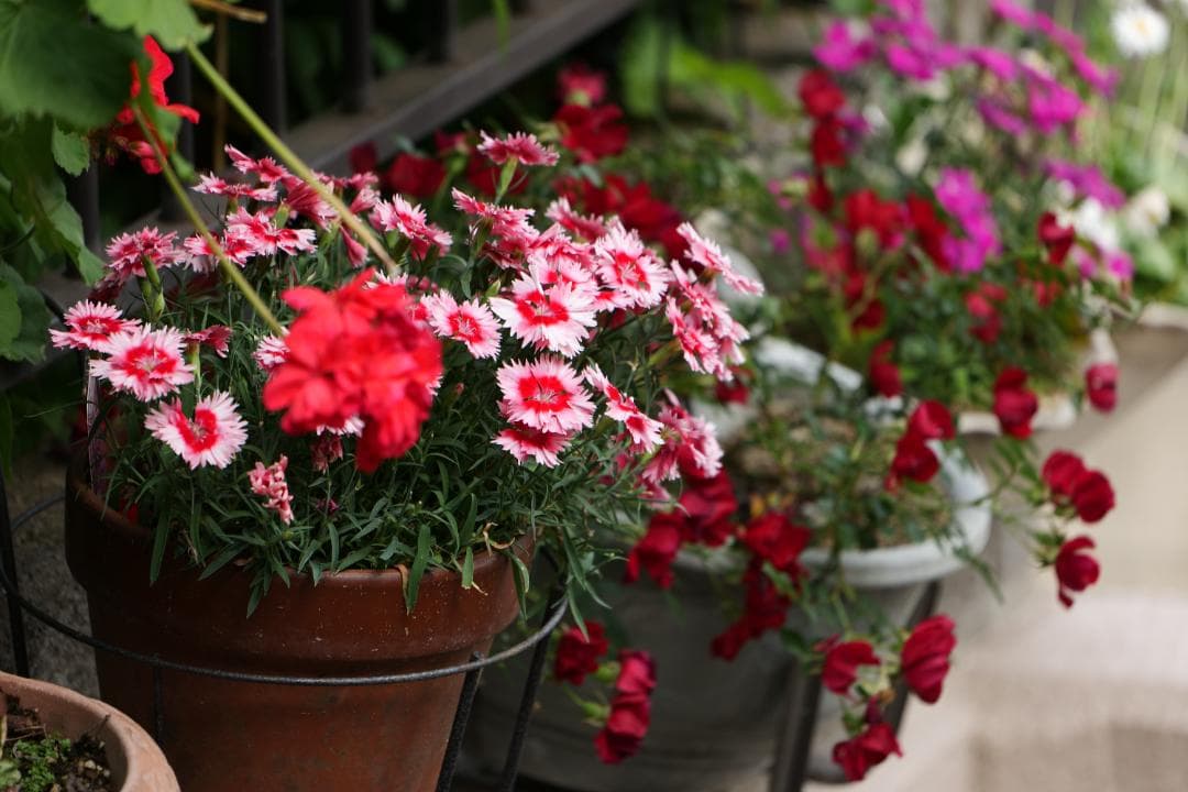 PANASONIC LUMIX S 70-300mm f4.5-5.6Lマウント