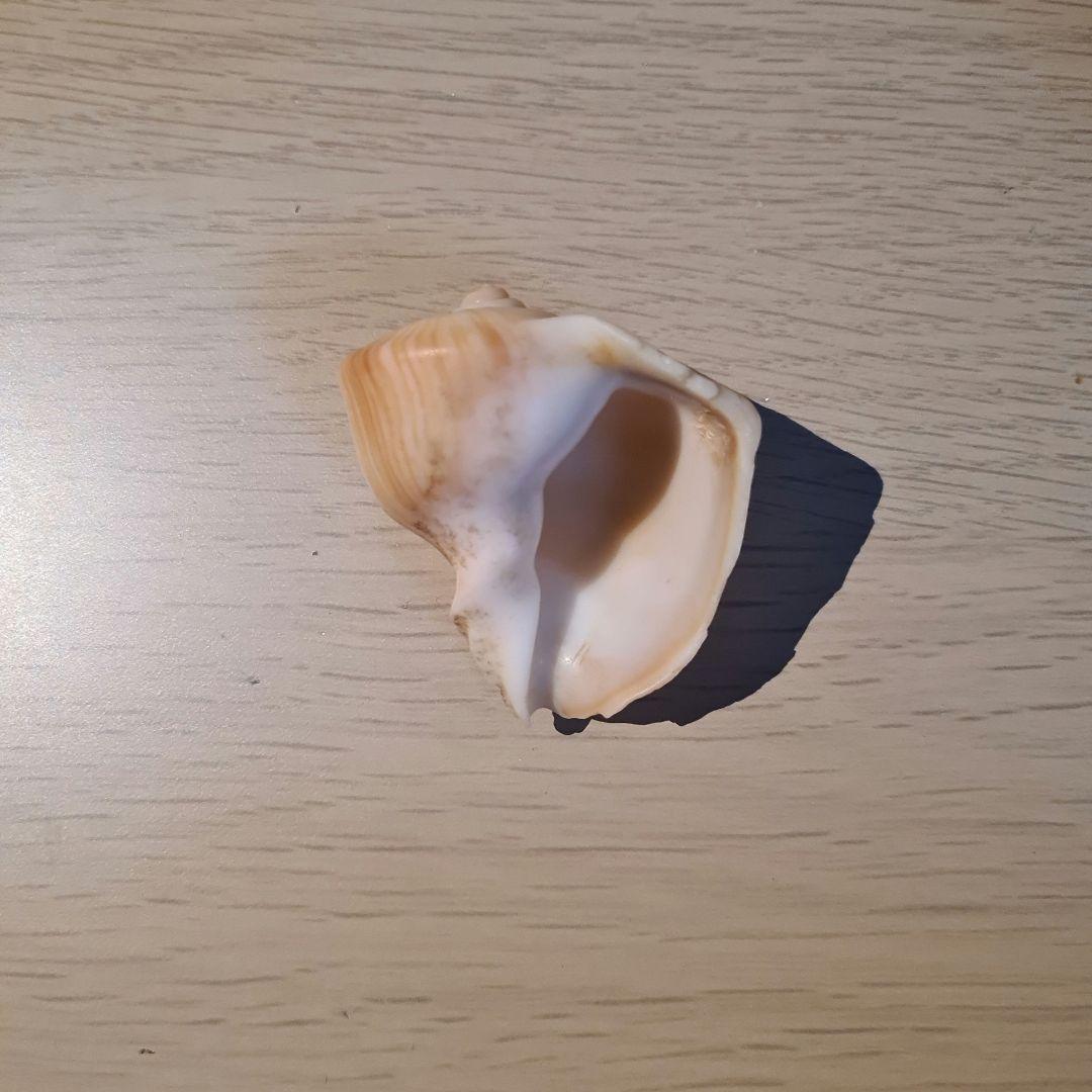 貝殻 Melapium Elatum 深海の形