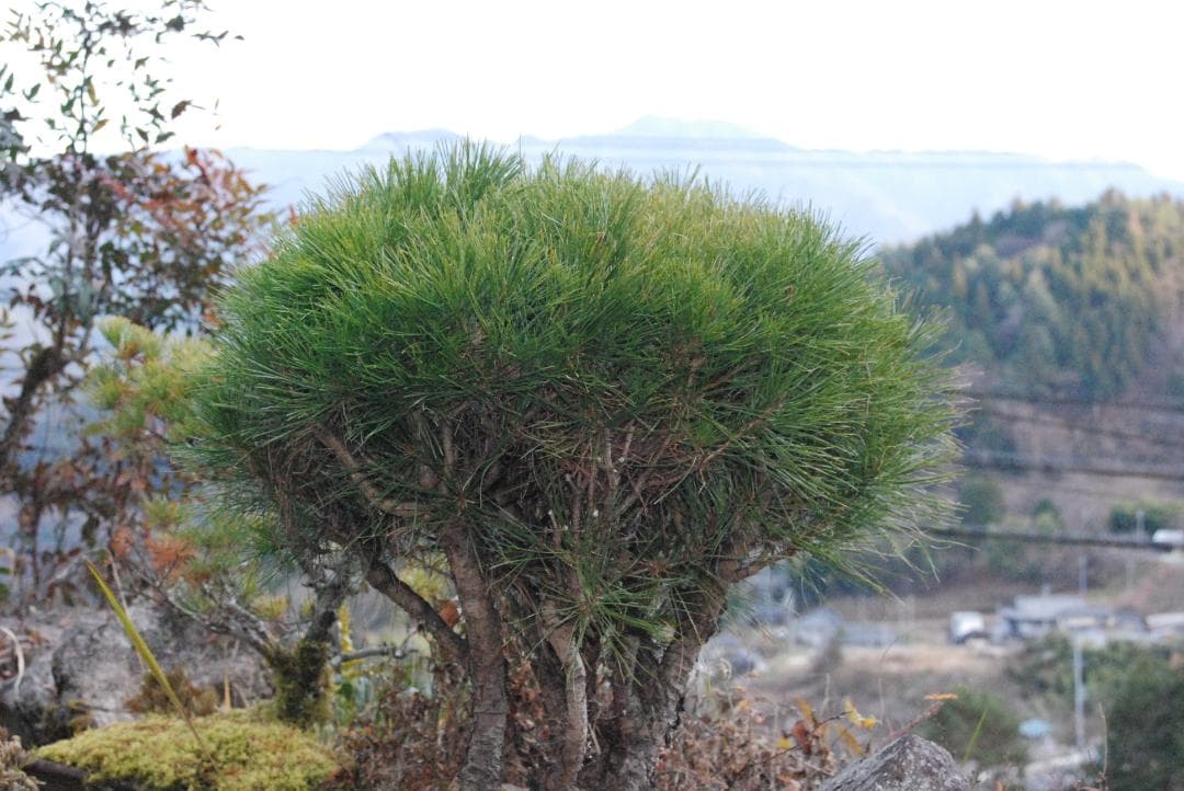 【ショット数極少/美品】Nikon D80 デジタル一眼レフ カメラ✨スマホ転送