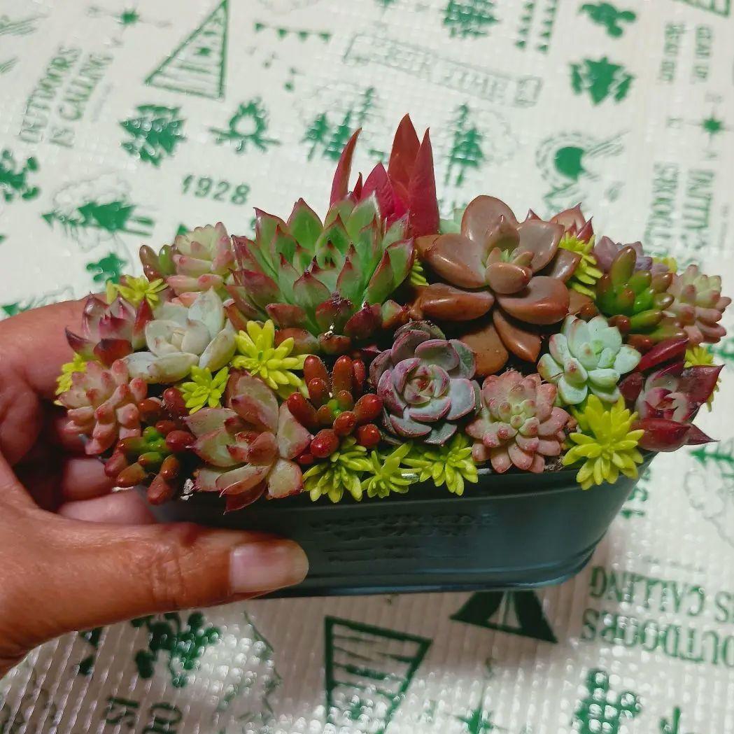 多肉植物　モリモリ寄せ植え　そのまま飾れる　小苗