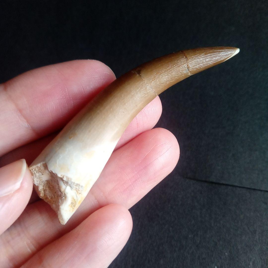 首長竜　プレシオサウルス　歯化石　特大