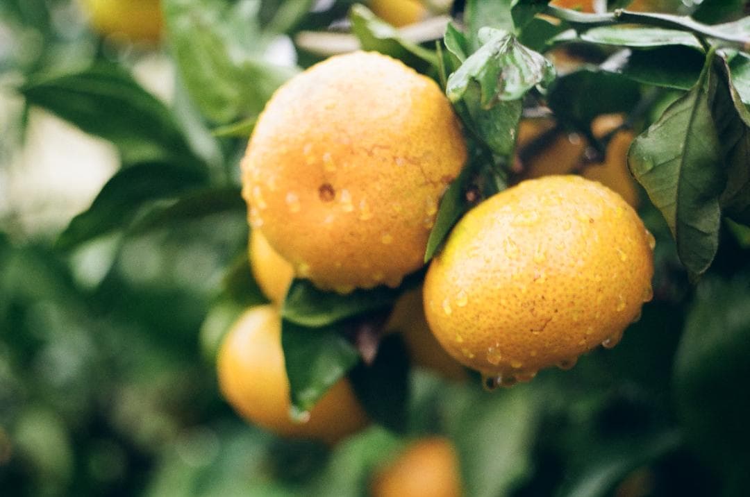 【実働品】MIRANDA F＋Auto Miranda 5cm F1.9＋おまけ