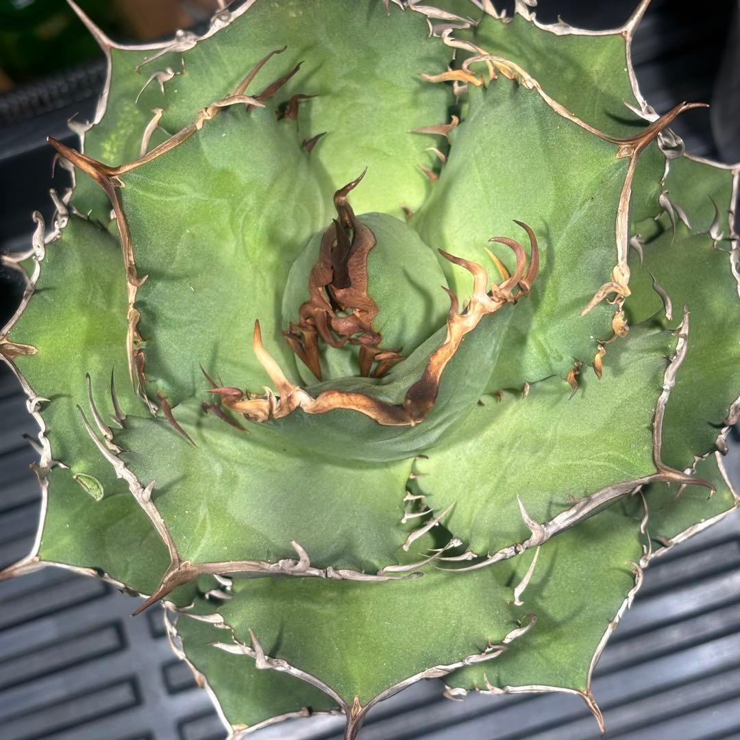 特出！アガベチタノタ毒液（極上株）超S級良形狂棘superヴェノム激レア大株