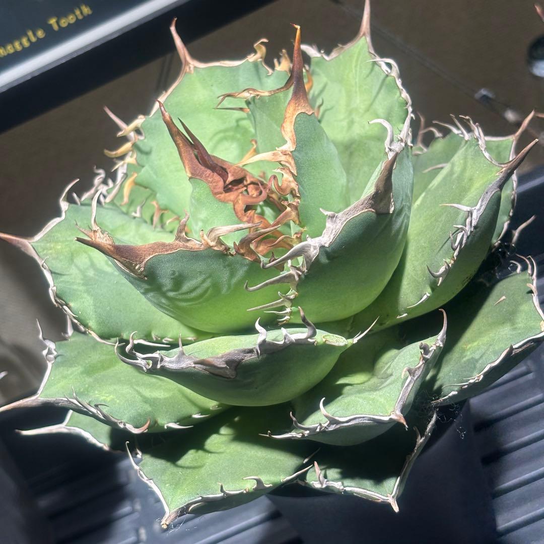 特出！アガベチタノタ毒液（極上株）超S級良形狂棘superヴェノム激レア大株