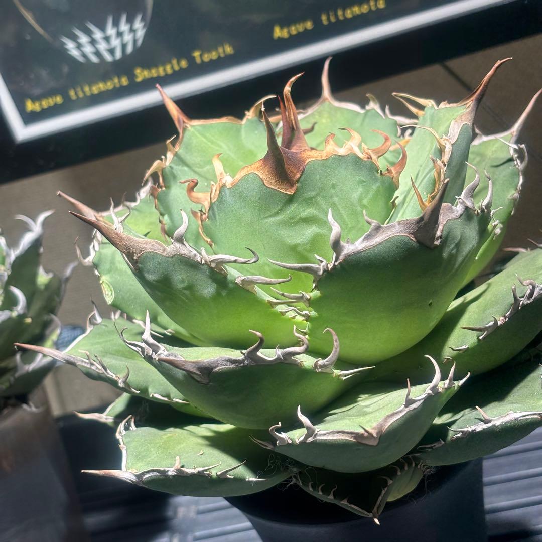特出！アガベチタノタ毒液（極上株）超S級良形狂棘superヴェノム激レア大株