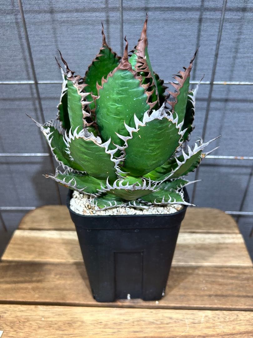 Agave horrida Kagerou【59】