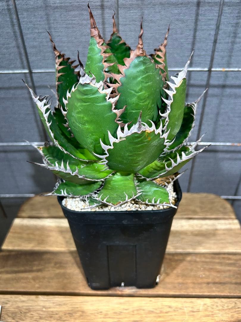 Agave horrida Kagerou【59】