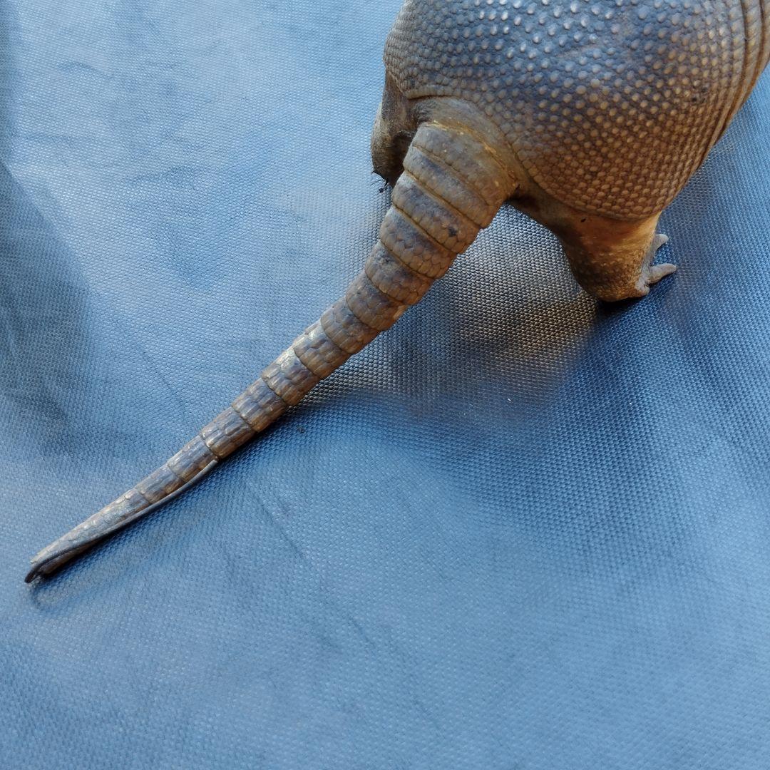 アルマジロ　剥製