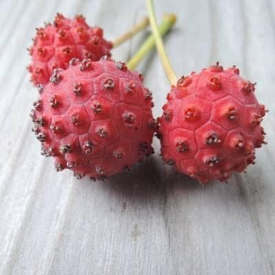 《現品》山法師(ヤマボウシ)株立ち　樹高1.6ｍ（根鉢含まず）18【苗木/植木】