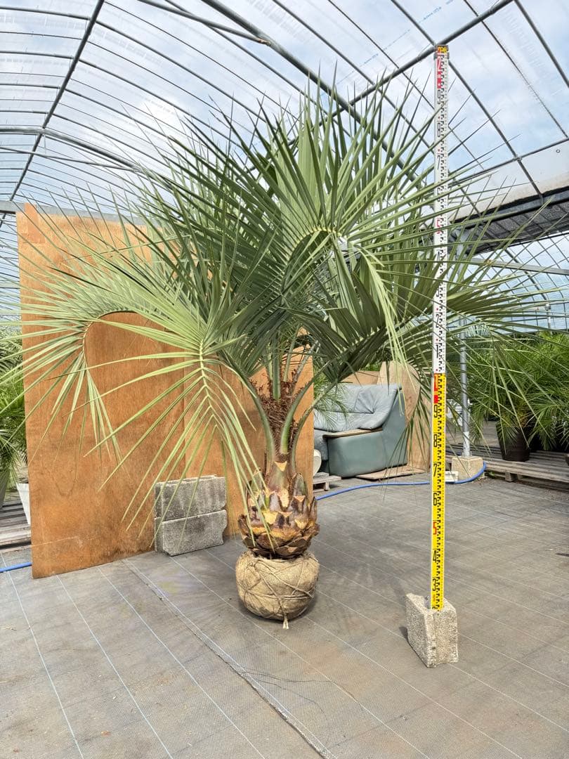 ココスヤシシルバーリーフ【極太】葉先200cm幹回り110cm 幹高50cm
