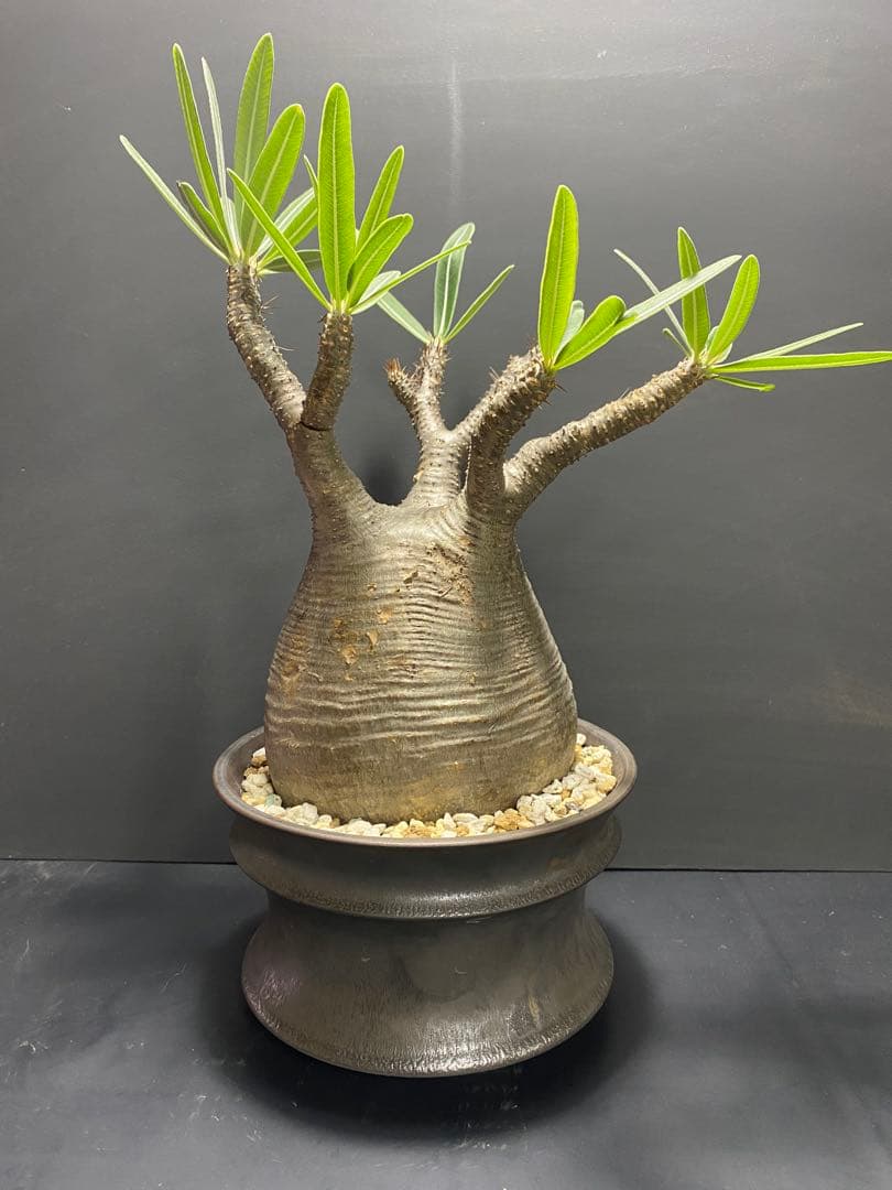 パキポディウム　グラキリス　現地球　コレクション株　良型株　鉢のまま発送