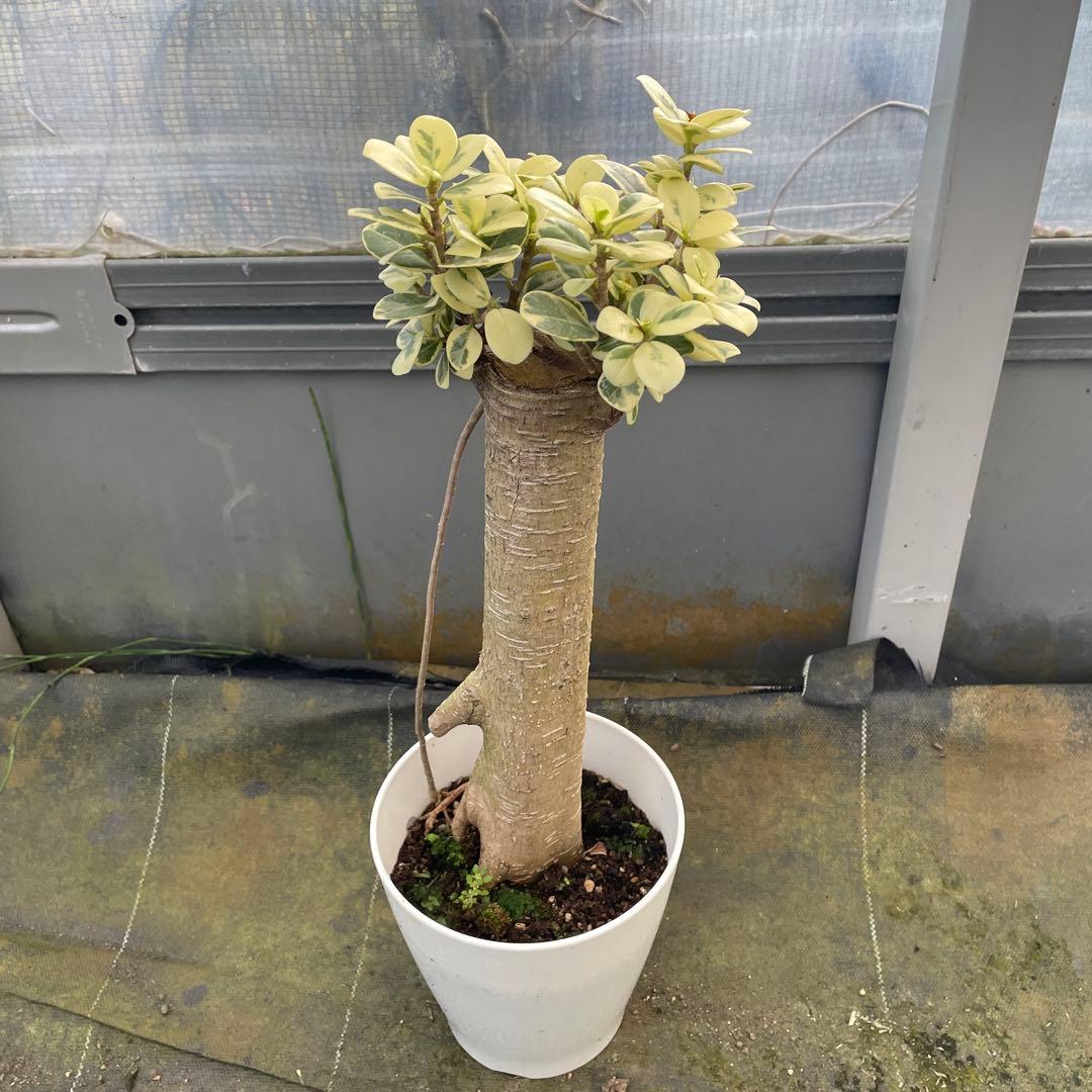 パンダガジュマル　斑入り　白葉　接木　5号サイズ