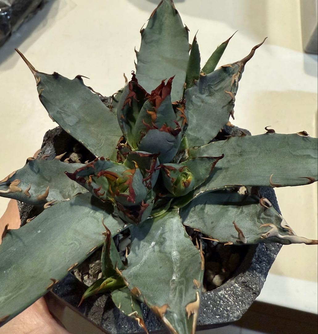 アガベ チタノタ BB × ユタエンシス hyb 子株【強ウネリ・青葉・黒鋸歯】