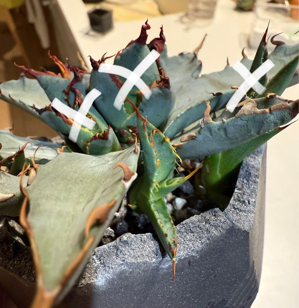 アガベ チタノタ BB × ユタエンシス hyb 子株【強ウネリ・青葉・黒鋸歯】