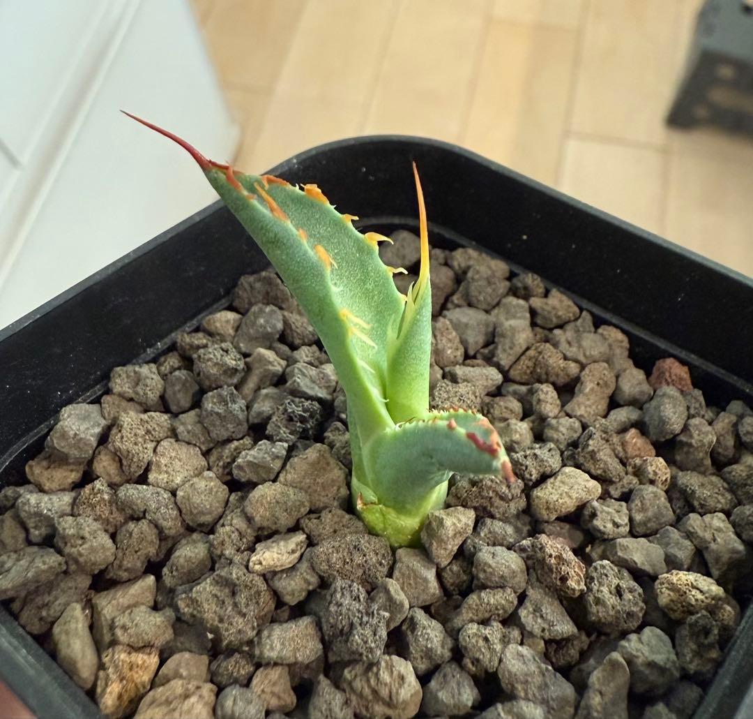 アガベ チタノタ BB × ユタエンシス hyb 子株【強ウネリ・青葉・黒鋸歯】