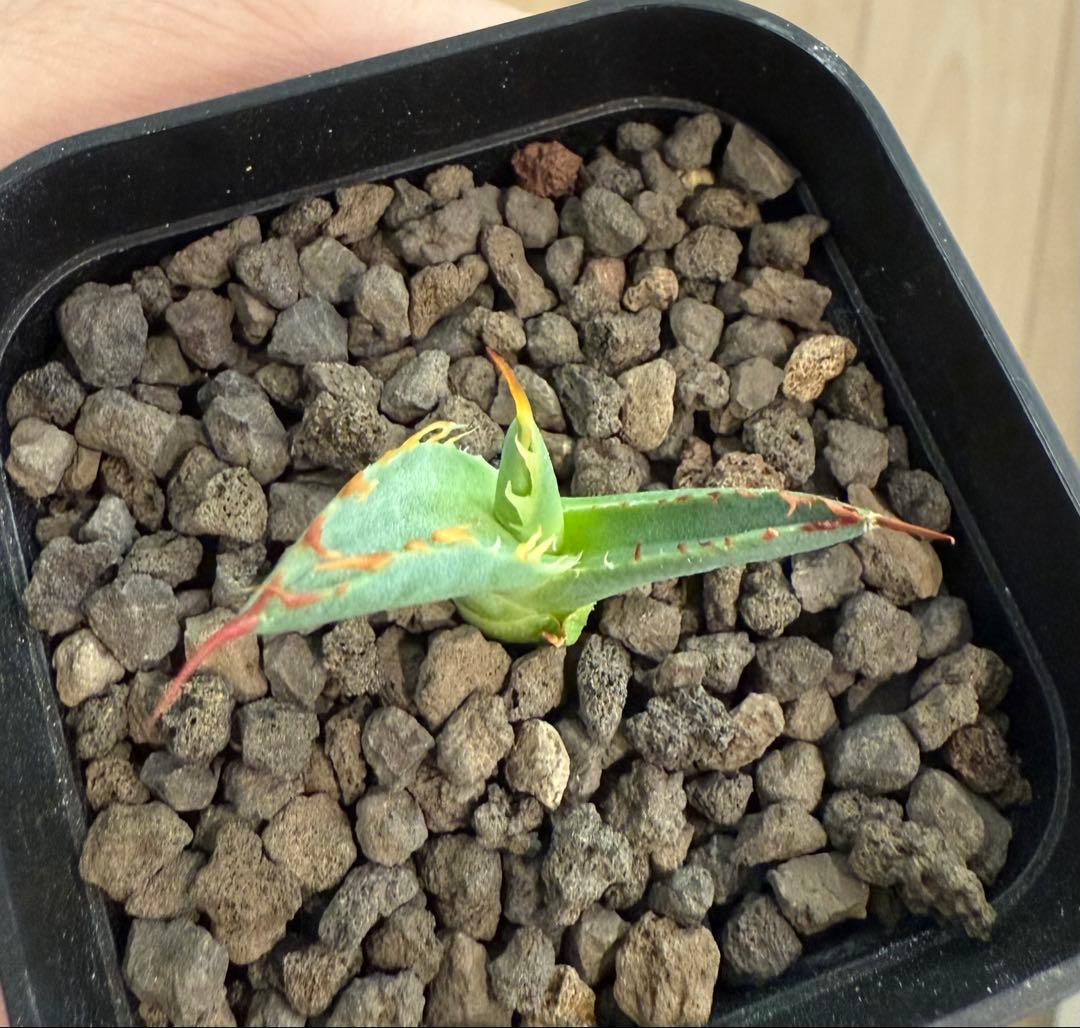 アガベ チタノタ BB × ユタエンシス hyb 子株【強ウネリ・青葉・黒鋸歯】