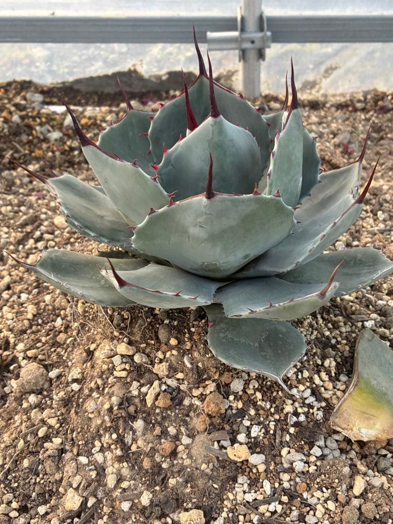 最終　本日限定　優秀株　パリー　パリートランカータ