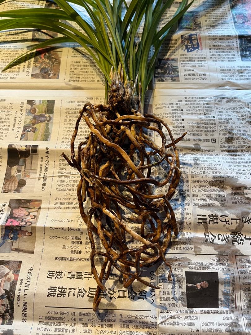 日向寒蘭銘品『日向の誉』成木9条　寒蘭　春蘭　東洋蘭　万年青