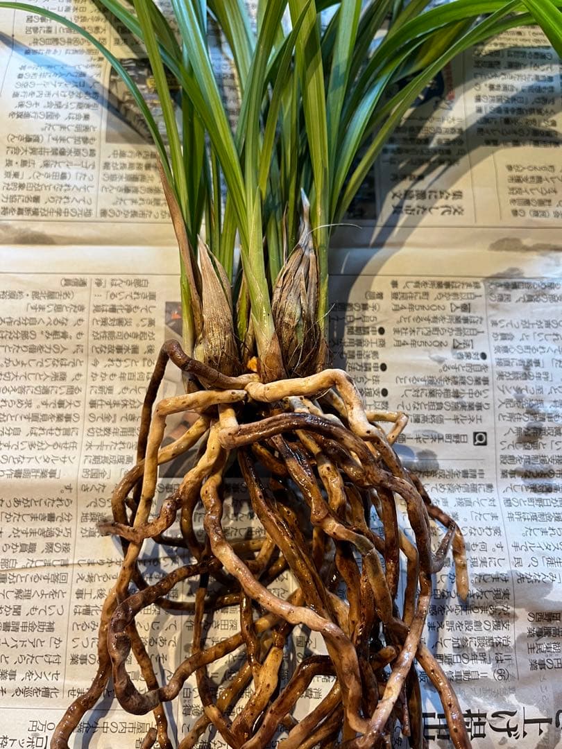 日向寒蘭銘品『日向の誉』成木9条　寒蘭　春蘭　東洋蘭　万年青