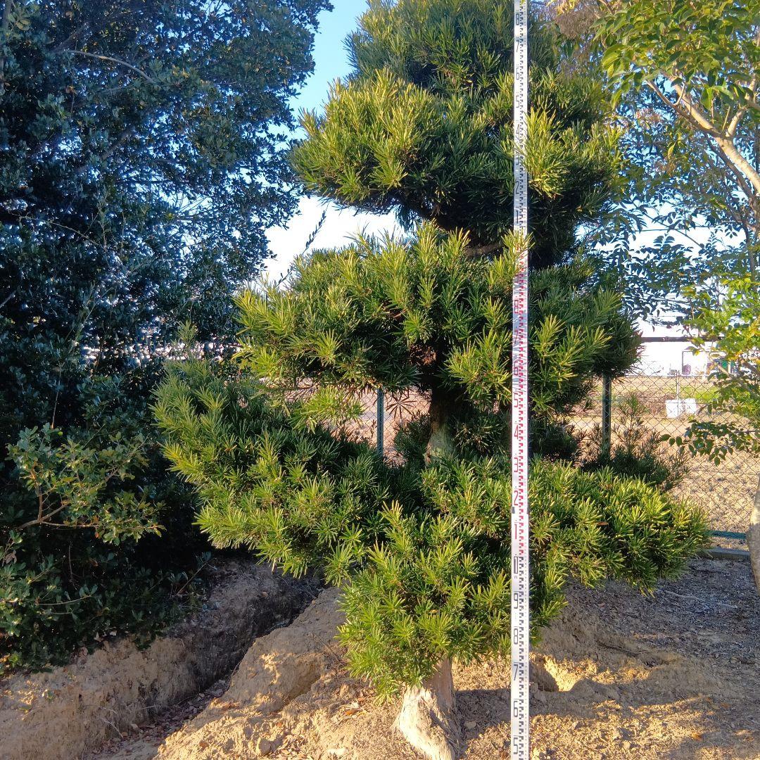 ラカンマキ（高さ3.0）